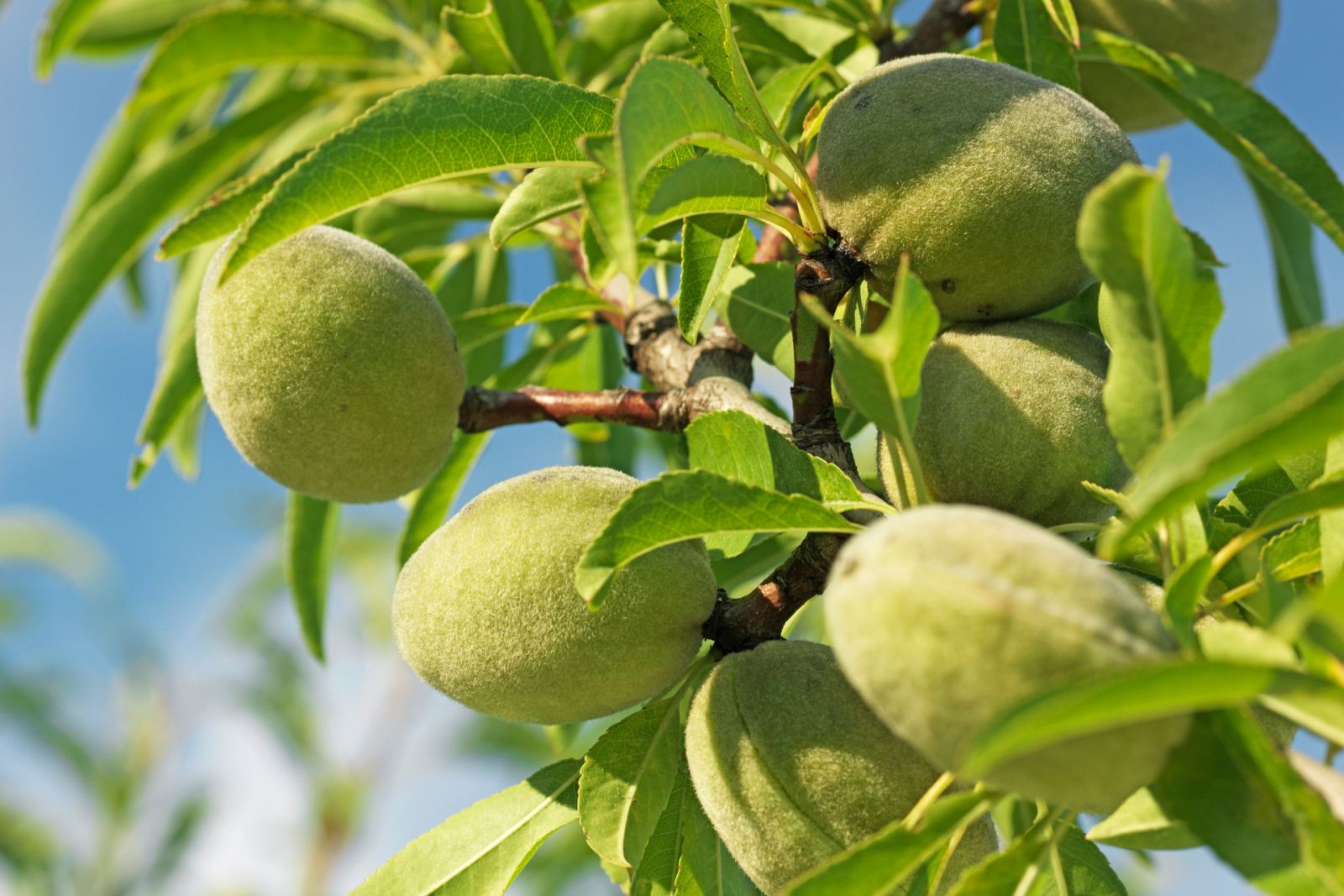 Aquí la Tierra - ¡Dale con la vara al almendro! La tradición almeriense