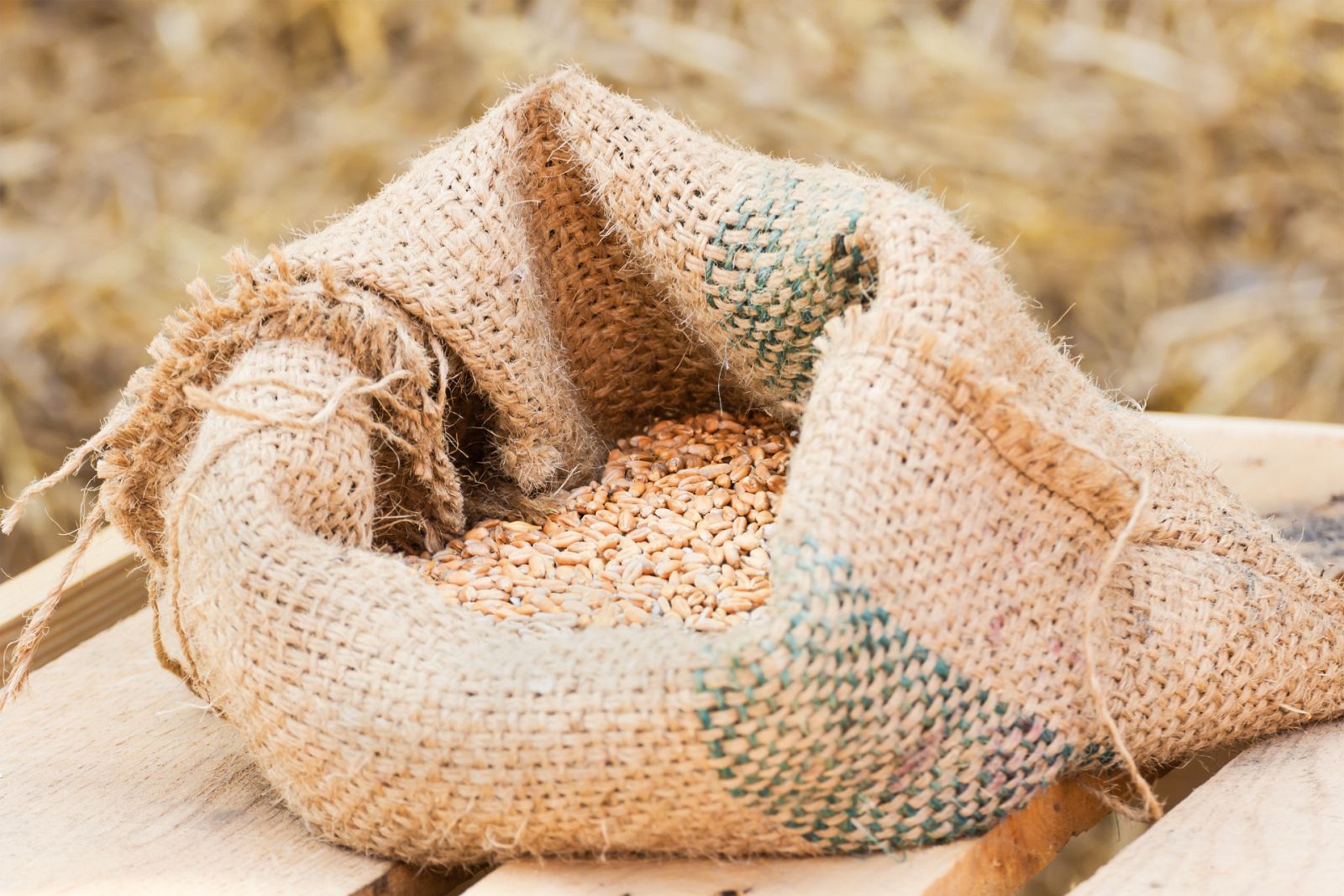 Aquí la Tierra - La escanda: el secreto mejor cuidado de Asturias