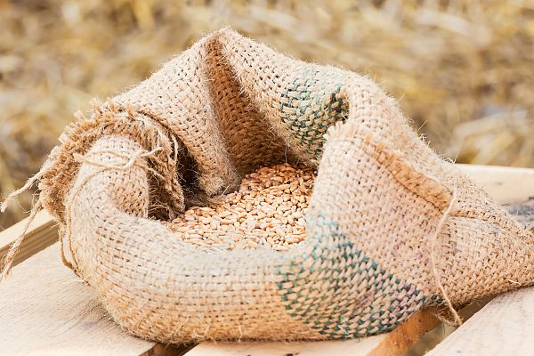 Aquí la Tierra - La escanda: el secreto mejor cuidado de Asturias