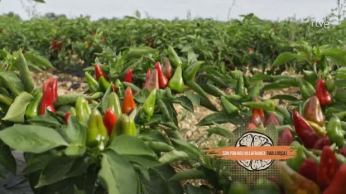 Cocina al punto con Peña y Tamara - Peña en Mallorca