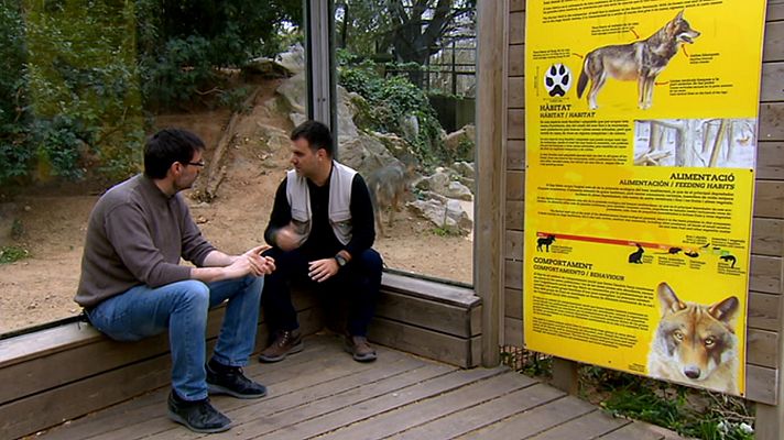 El escarabajo verde - Libertad condicional