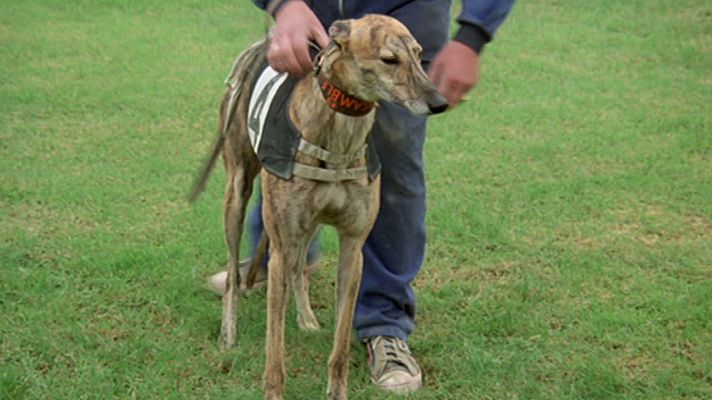El hombre y la Tierra - Olimpiada zoológica I