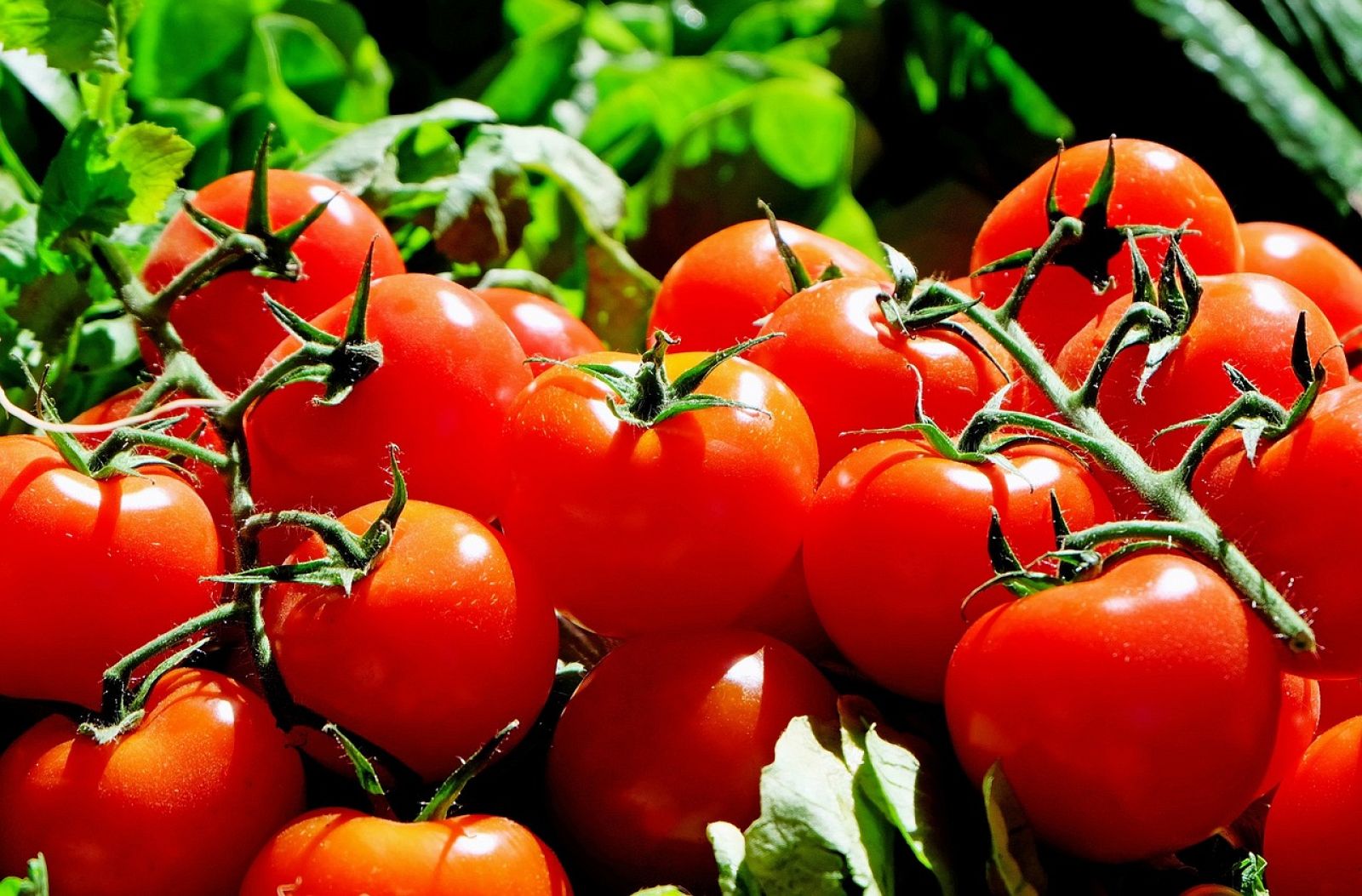 ¡El tomate!: Un alimento con grandes posibilidades