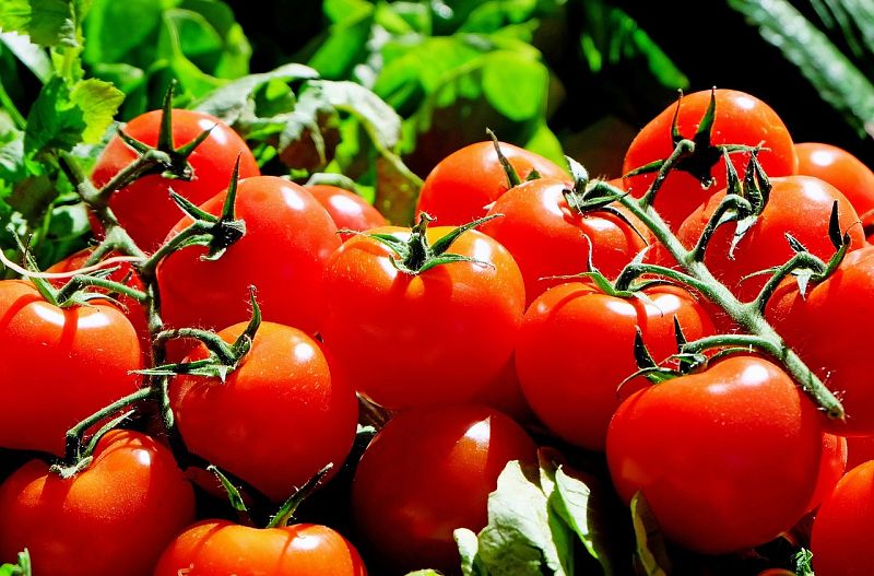 ¡El tomate!: Un alimento con grandes posibilidades
