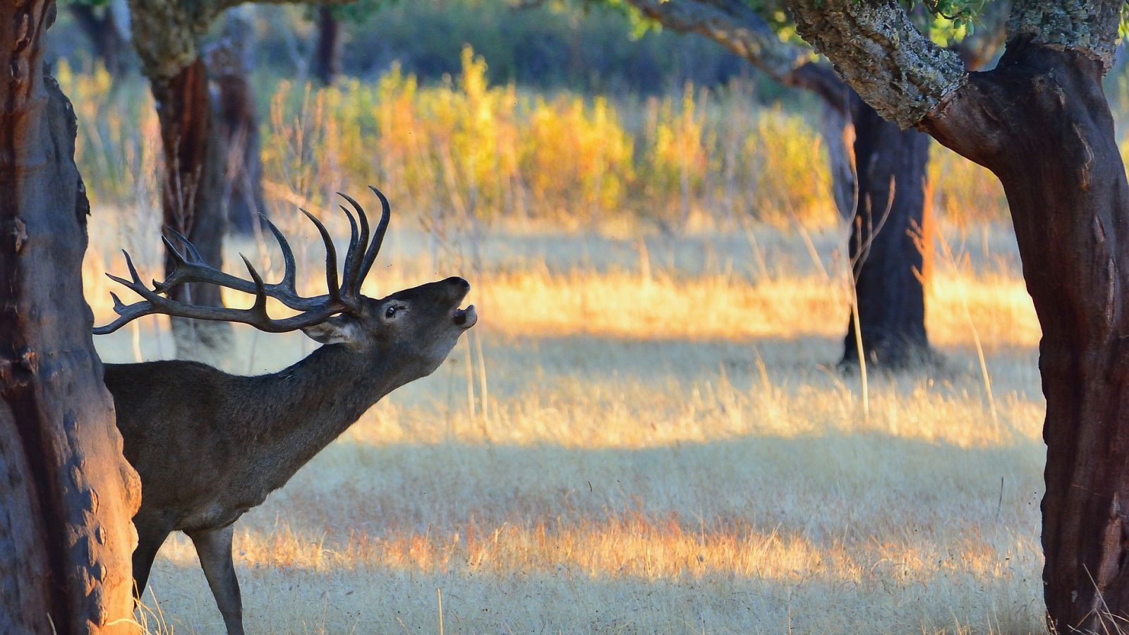 España Directo - 30/09/20 - ver ahora