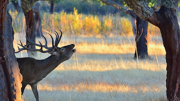 España Directo - España Directo - 30/09/20