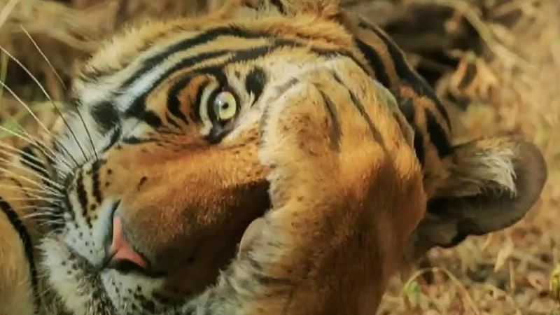 Las fotos más divertidas de animales finalistas de los Comedy Wildlife Photography Awards