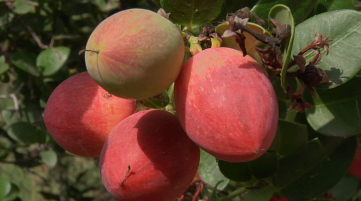 Aquí la Tierra - La carissa: un árbol sudafricano que no teme al clima