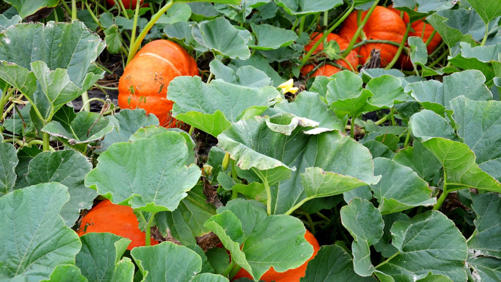 Aquí la Tierra - 02/10/20 - ver ahora