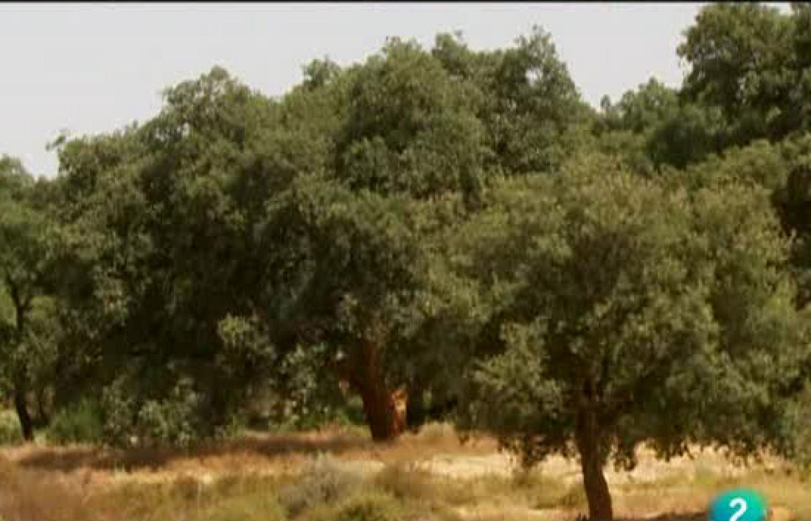 Corcho, el tapón natural