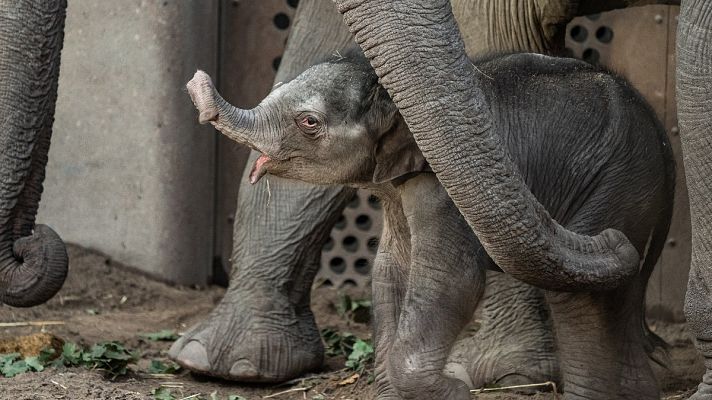 Telediario 1 - Francia prohibirá los animales salvajes en circos y espectáculos