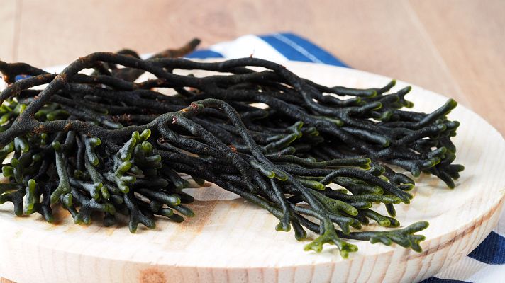 Modo Digital - Macroalgas: un tesoro marino