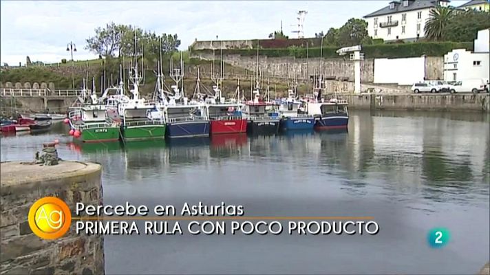 Agrosfera - PERCEBES