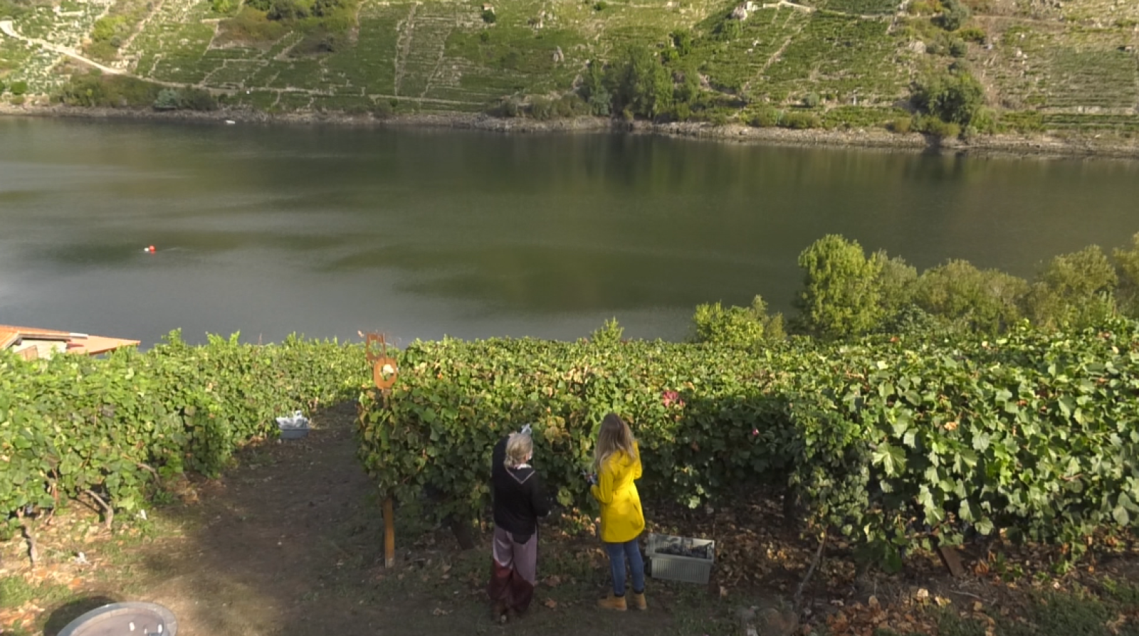 Aquí la Tierra - El matriarcado de la uva: te presentamos la viticultura heroica