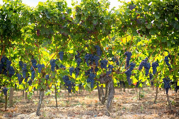 Aquí la Tierra - Aquí la Tierra - 05/10/20