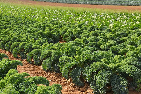 Aquí la Tierra - Una huerta de lo más ecológica