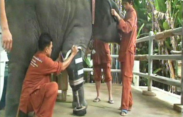 Ciencia y tecnología en Rtve.es - Caminará con una pata ortopédica