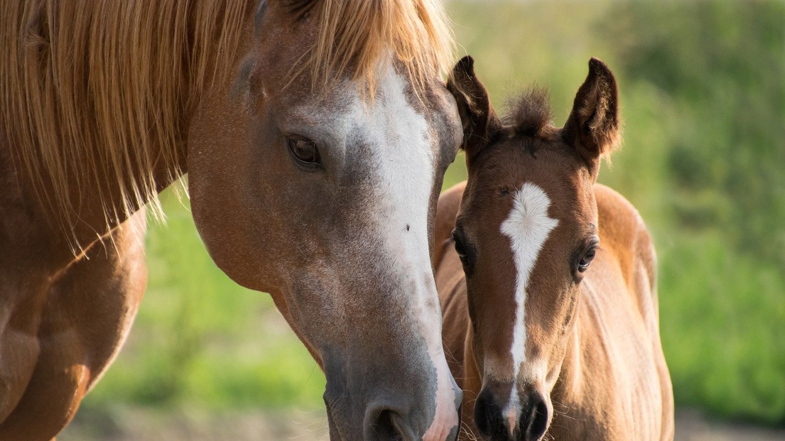 30ª edición del Salón Internacional del Caballo - España Directo | Ver