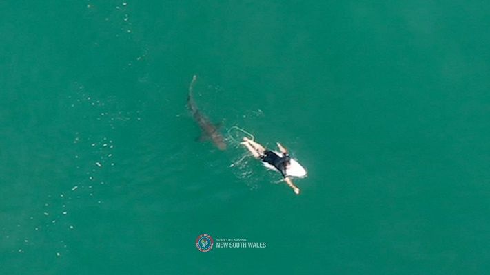 Telediario 1 - Un dron avisa de la presencia de tiburones a los surfistas en Australia