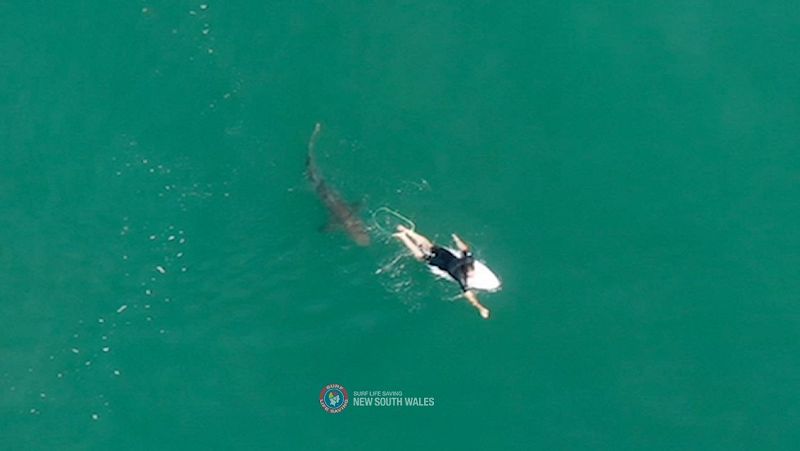 Un dron avisa de la presencia de tiburones a los surfistas en Australia | Ver