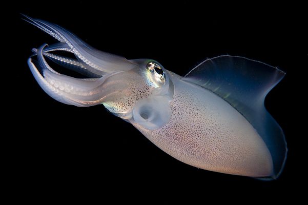 Aquí la Tierra - ¡A la caza del chipirón!