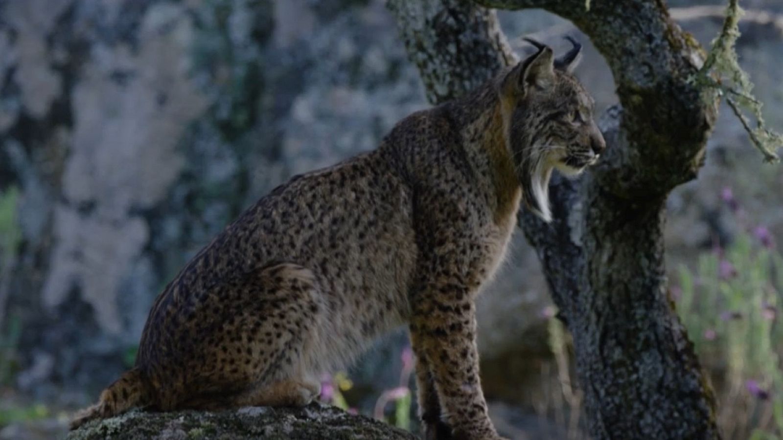 'Dehesa, el bosque del lince ibérico': el último largometraje documental de Joaquín Gutierrez Acha sobre la naturaleza española | Ver
