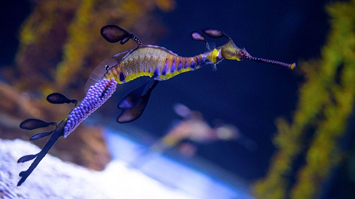  - Nacen dragones de mar criados en cautividad