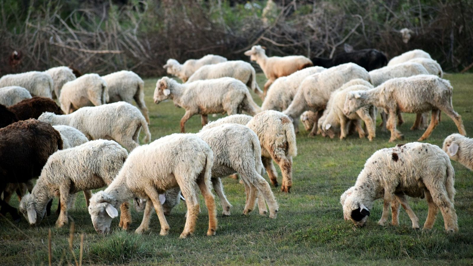 El pastor más mayor de Europa - España Directo | Ver