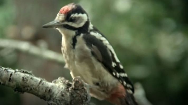 El hombre y la Tierra - Los pájaros carpinteros III