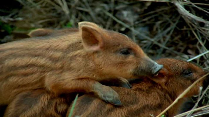 El hombre y la Tierra - El jabalí I