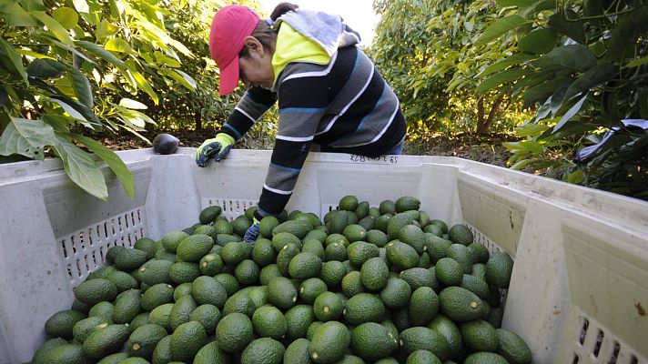 El mundo en 24 horas - Oro, petróleo y aguacates, las nuevas venas abiertas de América Latina