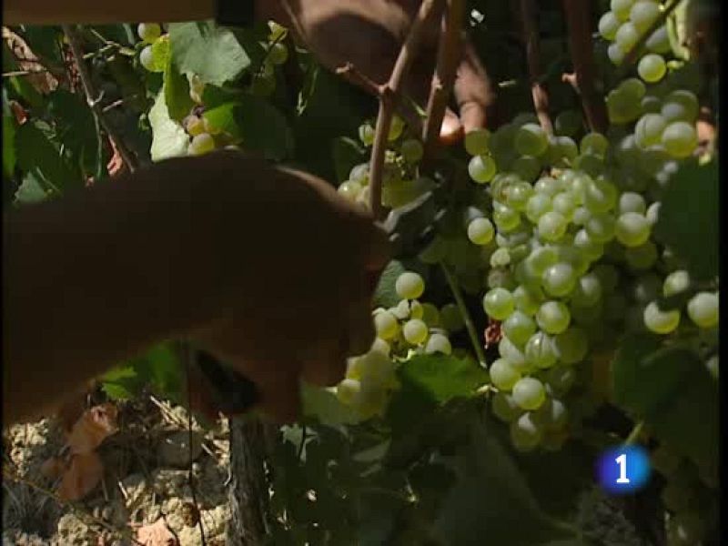 La viticultura de precisión se impone en las bodegas - Ciencia y tecnología en Rtve.es | Ver