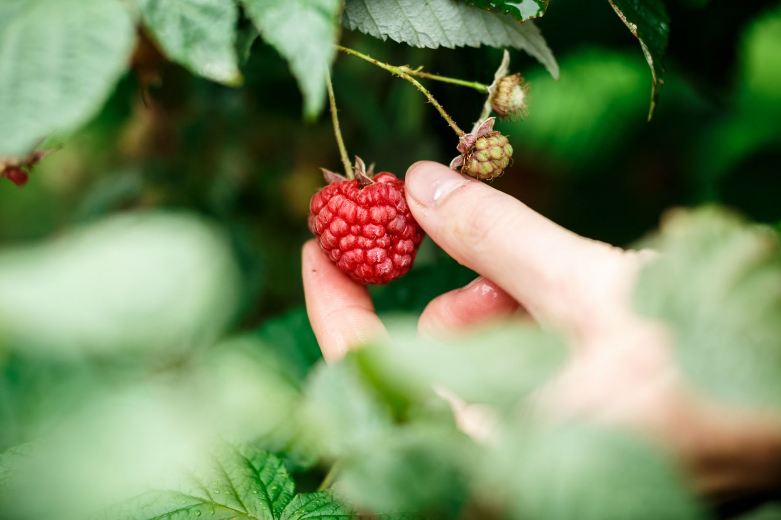Aquí la Tierra - Frambuesas rosas, amarillas, arándanos, grosellas... ¿cuál es tu fruto del bosque favorito?