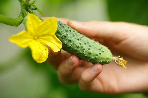 Aquí la Tierra - Pepinos sandía, pepino cornudo... conocemos estas especies