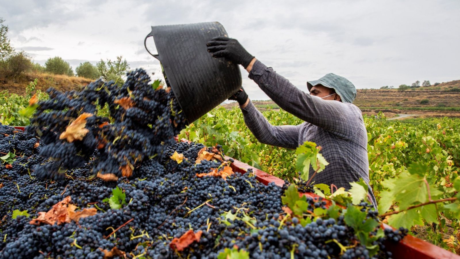 Termina una atipica vendimia marcada por la pandemia - Telediario 1 | Ver
