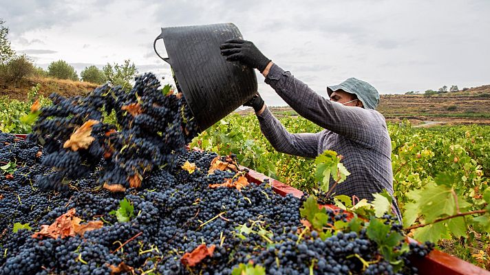 Telediario 1 - Termina una atípica vendimia marcada por la pandemia