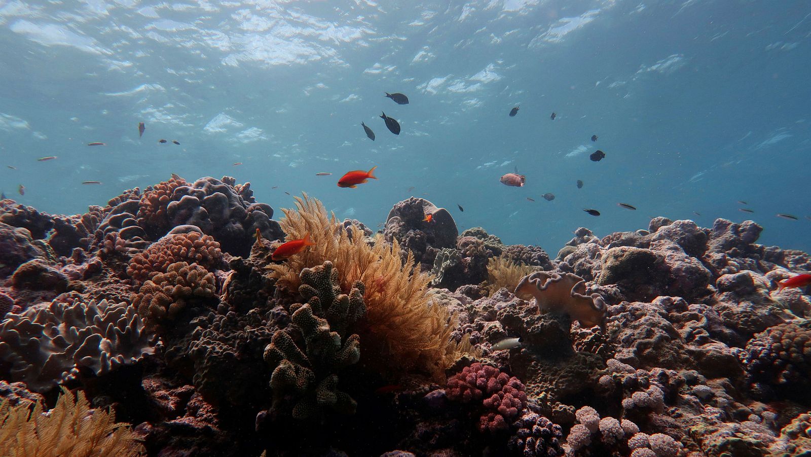 La Gran Barrera de Coral no escapa del cambio climático