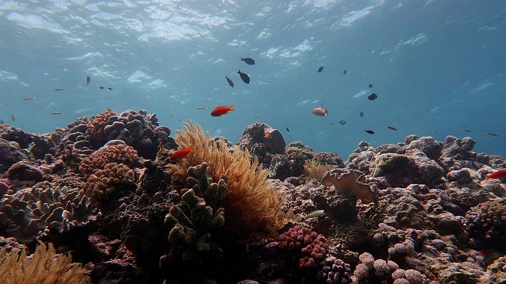 Telediario 1 - La Gran Barrera de Coral no escapa del cambio climático
