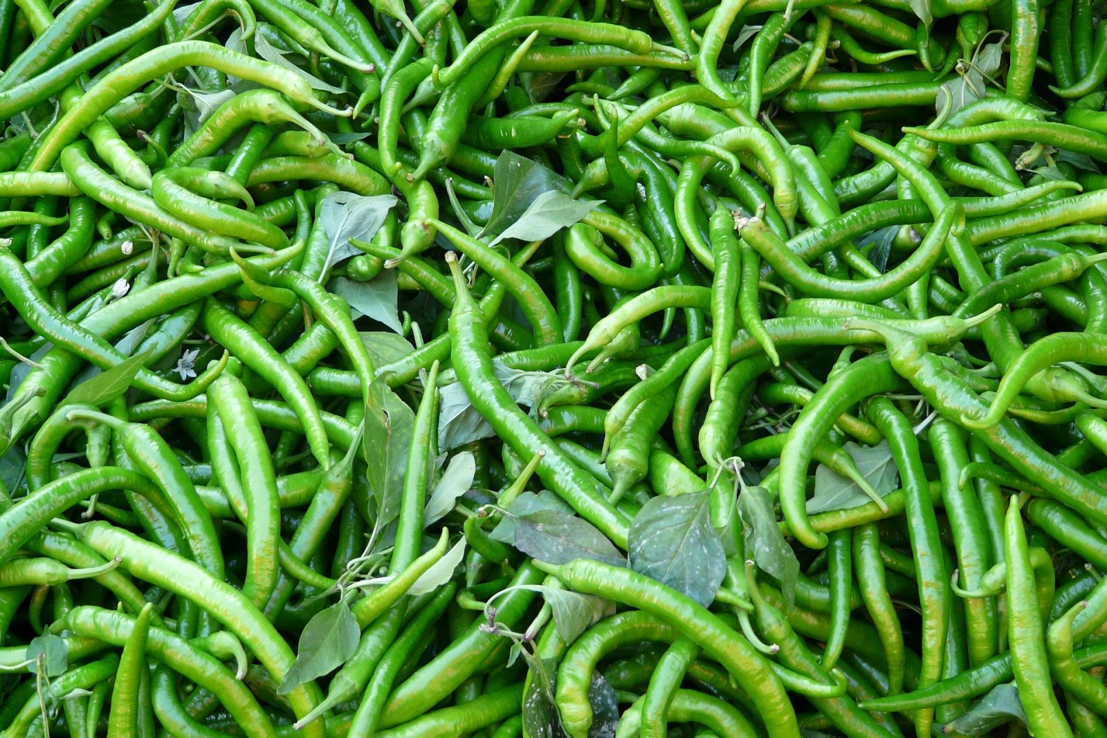 Aquí la Tierra - Piparra encurtida, una guindilla típica de Bilbao