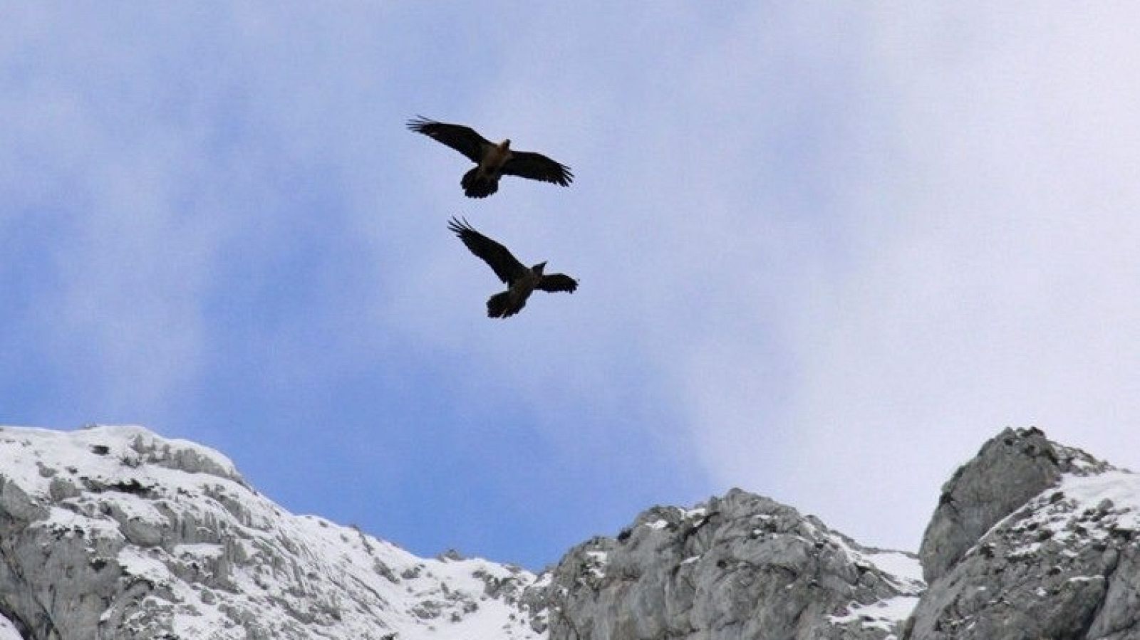 La Fundación BBVA premia la conservación del quebrantahuesos en España y del orangután en Indonesia | Ver