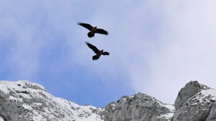 Telediario 1 - La Fundación BBVA premia la conservación del quebrantahuesos en España y del orangután en Indonesia