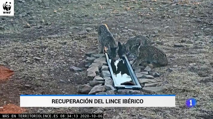  - Recuperación del lince ibérico