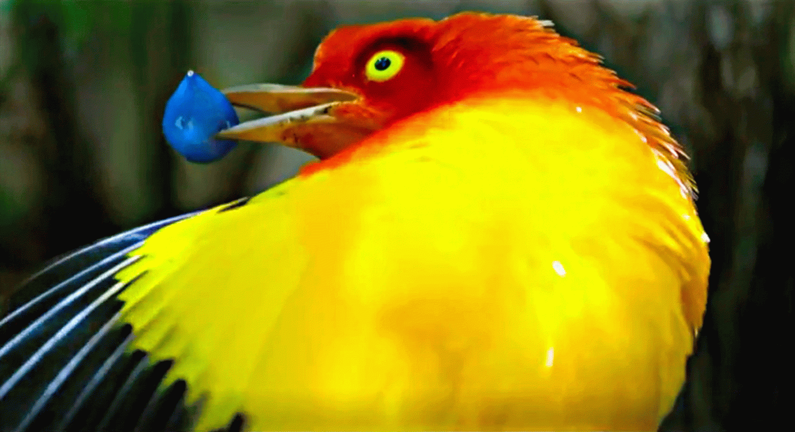 La aventura del saber Agenda natural Flyox microplásticos Ebro Sierra de La Culebra lobo olivares #AventuraSaberNaturaleza