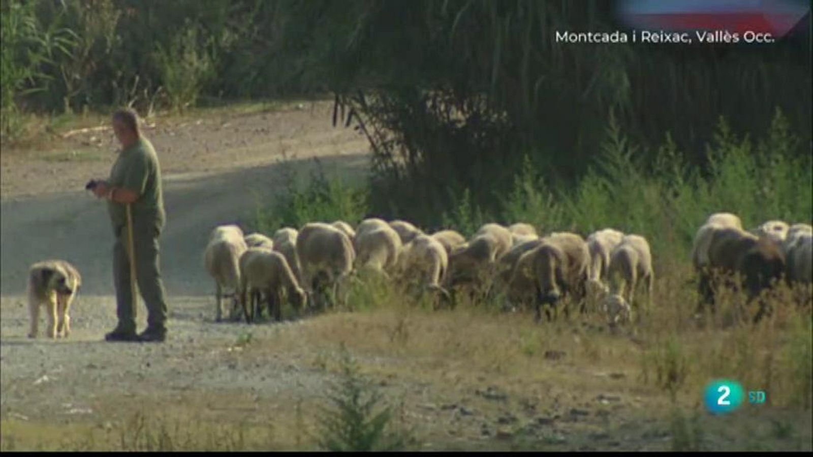 La Metro parla amb el darrer pastor del Parc Natural Collserola