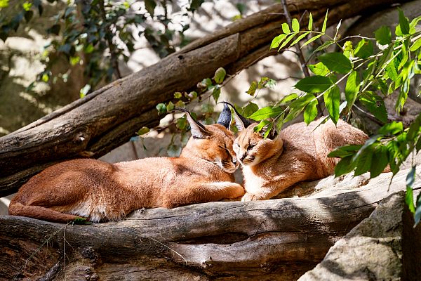 Aquí la Tierra - ¡Unos felinos de película!
