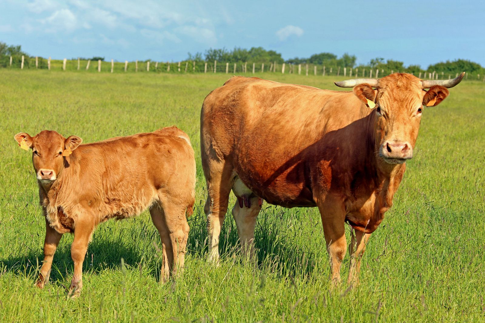 Aquí la Tierra - Conocemos el arte del manejo holístico de la mano de la ganadería avileña