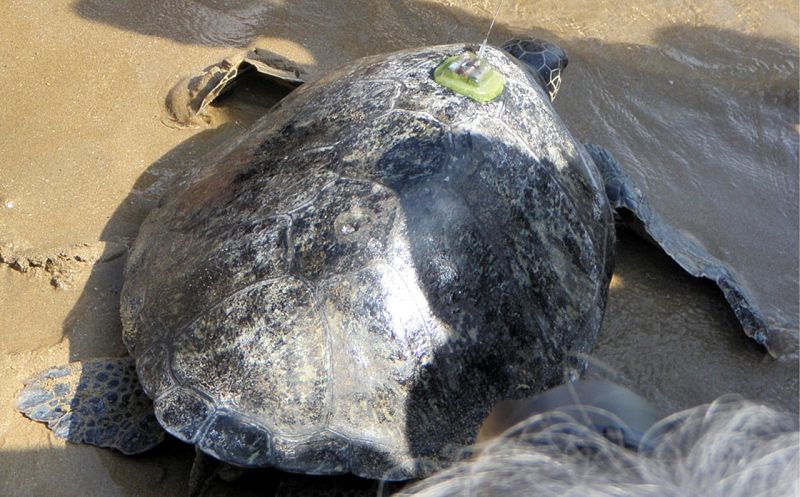 Un desastre medioambiental causa la muerte de miles de animales  en Rusia - Telediario 1 | Ver