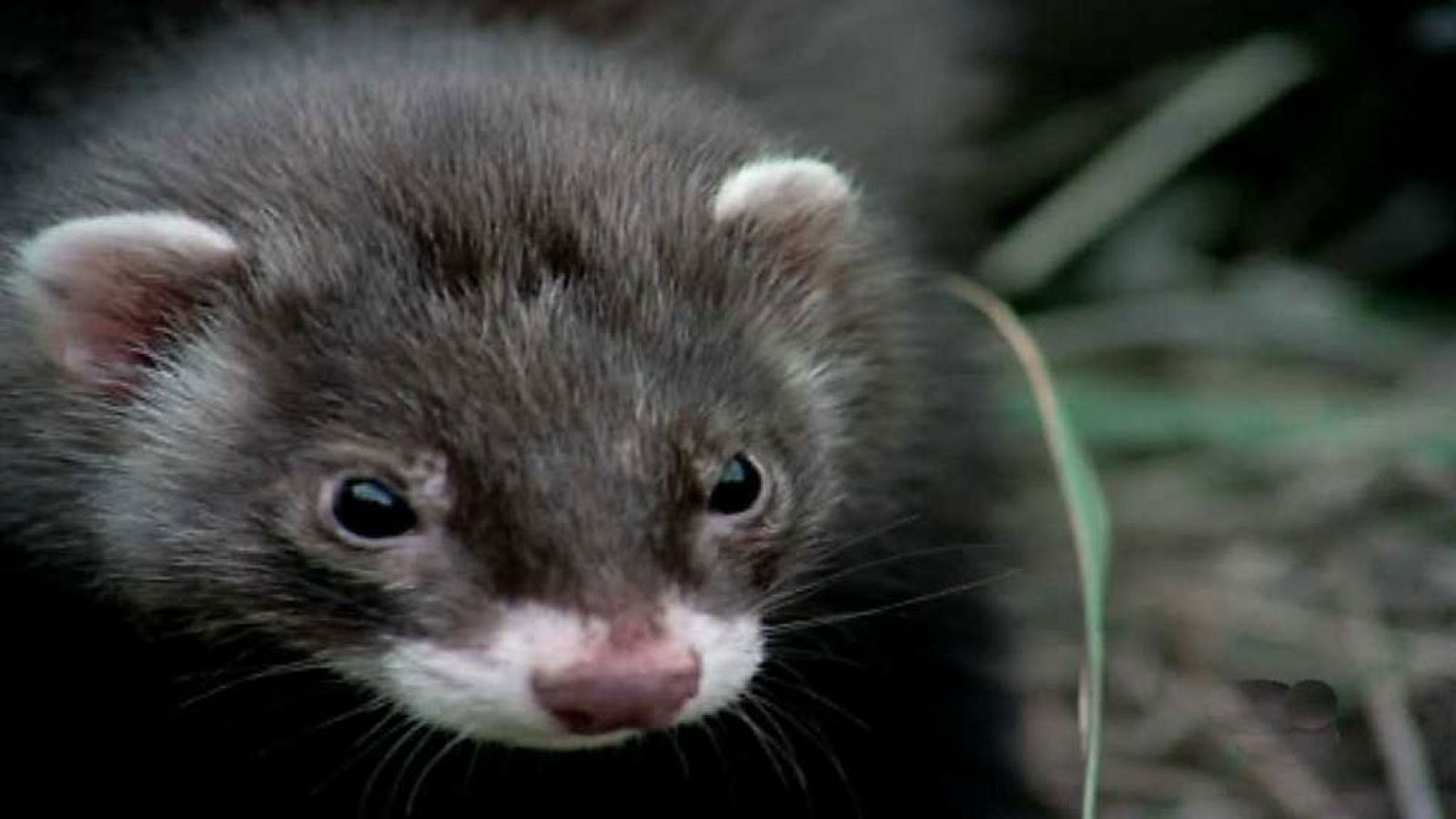 El hombre y la Tierra (Fauna ibérica) - El juego de la caza, 1 - ver ahora