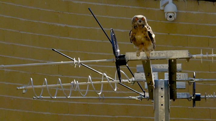 Reduce tu huella - Peligro de extinción