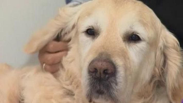 Telediario 1 - Zenit, el perro que echa de menos la UCI